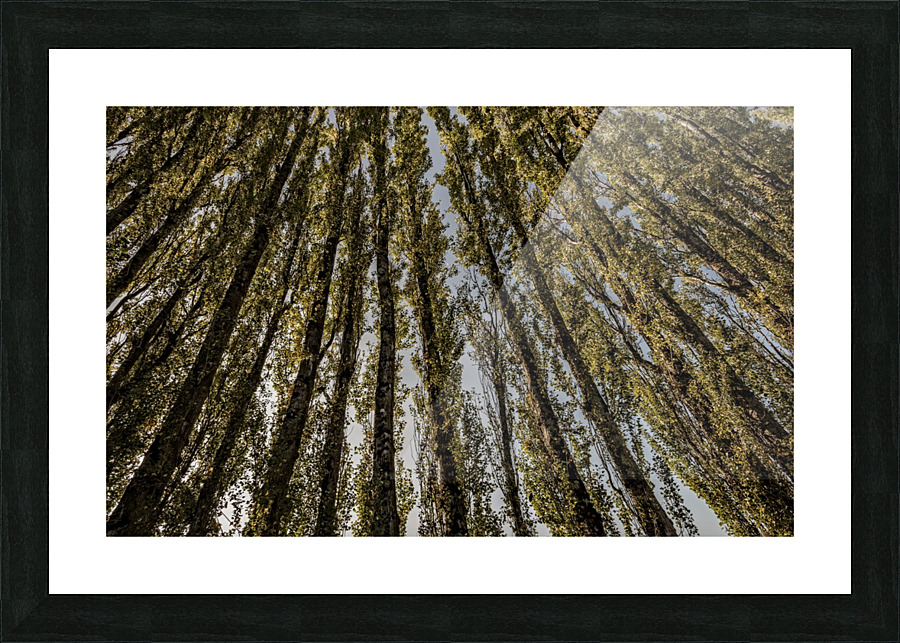 FS201005 Picture Frame print