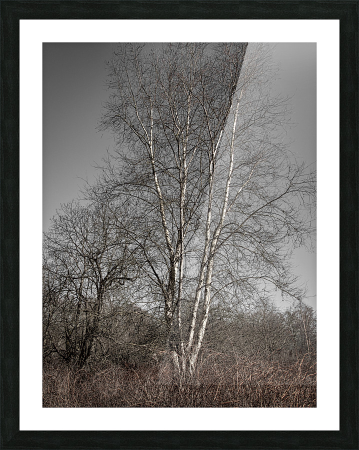 FS110219 Picture Frame print