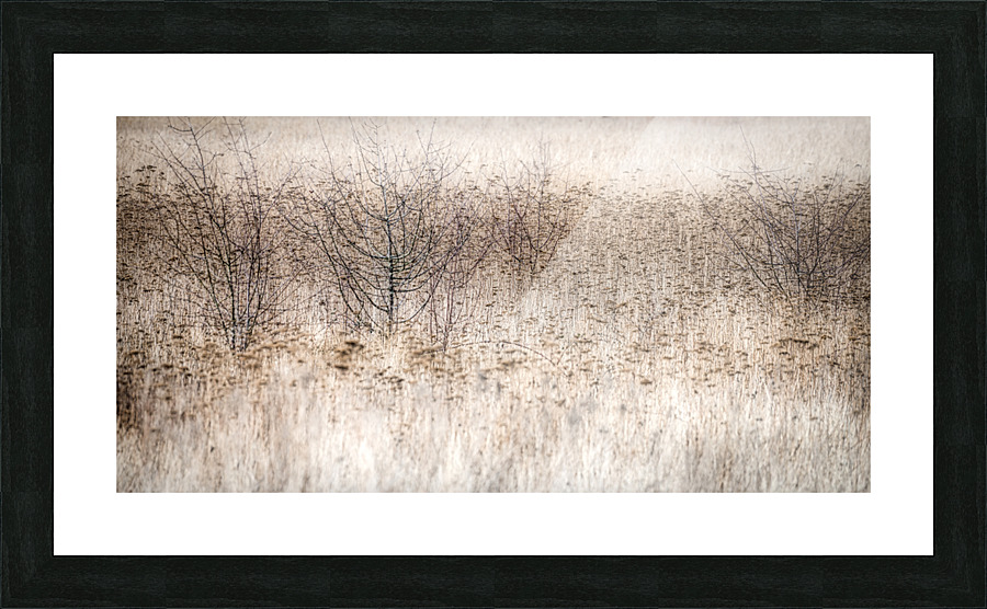 FS210227DW Picture Frame print