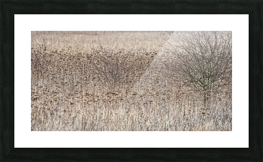 FS210227 0 Picture Frame print