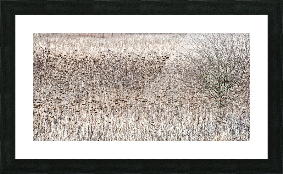 FS210227 8 Picture Frame print
