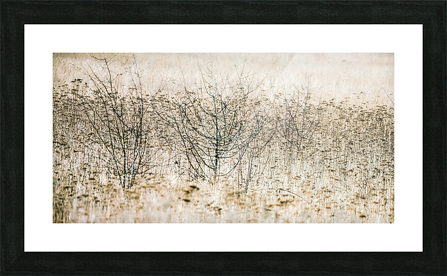 20210227 047  Picture Frame print