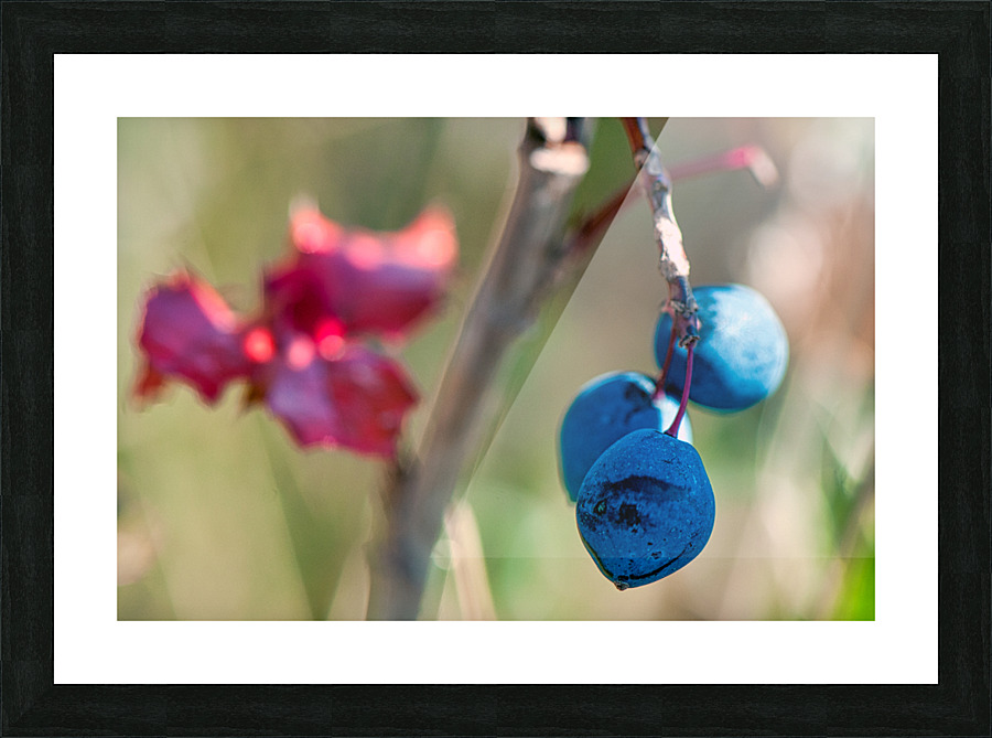 FS110815 Picture Frame print