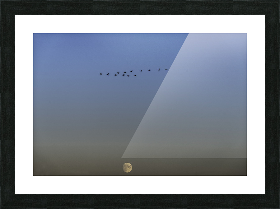 GEESE Picture Frame print
