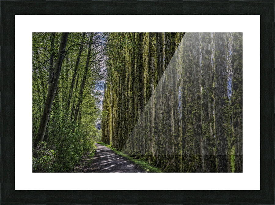 Trees Along The Trail Picture Frame print