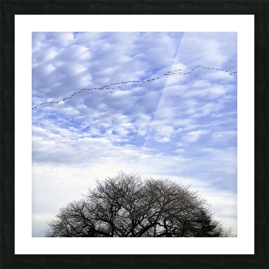 Snow Geese Picture Frame print