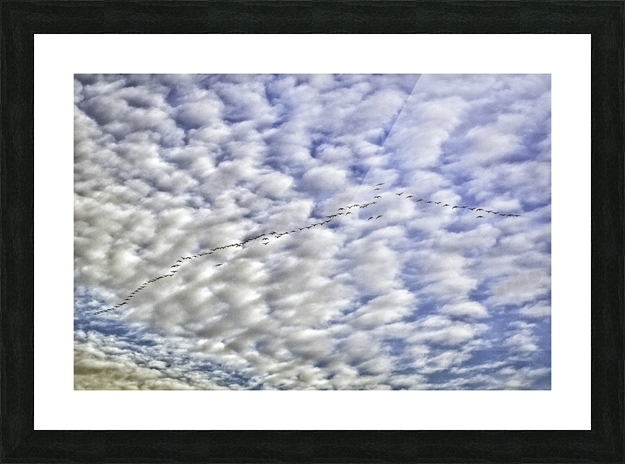 Snow Geese Picture Frame print