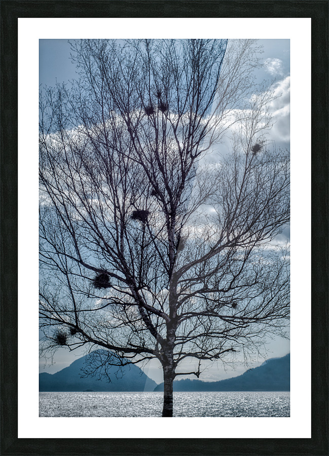 BIRD NESTS  Picture Frame print
