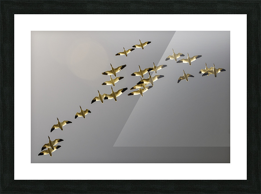 SNOW GEESE 2 Picture Frame print