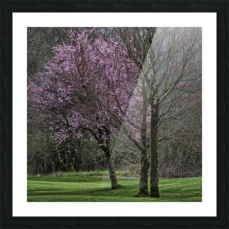 CHERRY BLOSSOMS Picture Frame print