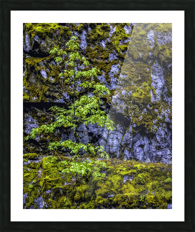 TREE ON THE CLIFF Picture Frame print