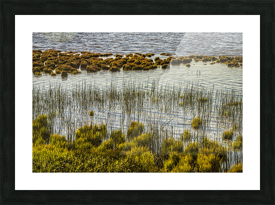 Marsh at Terra Nova Picture Frame print