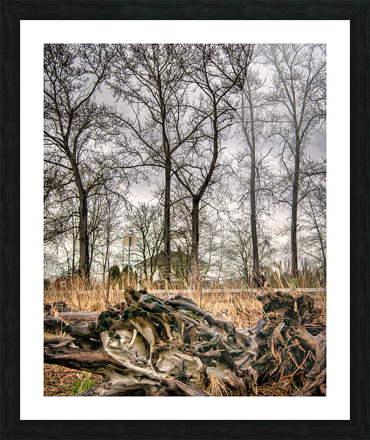 Trees In The Rain Picture Frame print