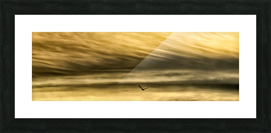 THE GULL  1 Picture Frame print