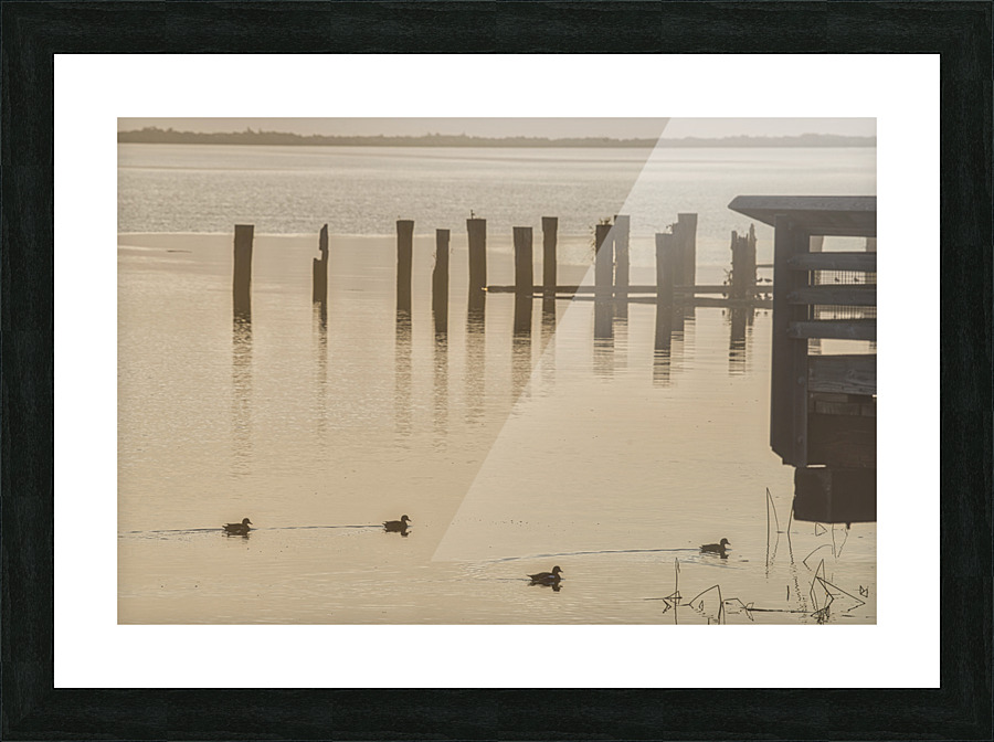 FOUR SMALL DUCKS Picture Frame print