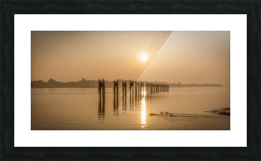 DUCKS ON FRASER RIVER Picture Frame print