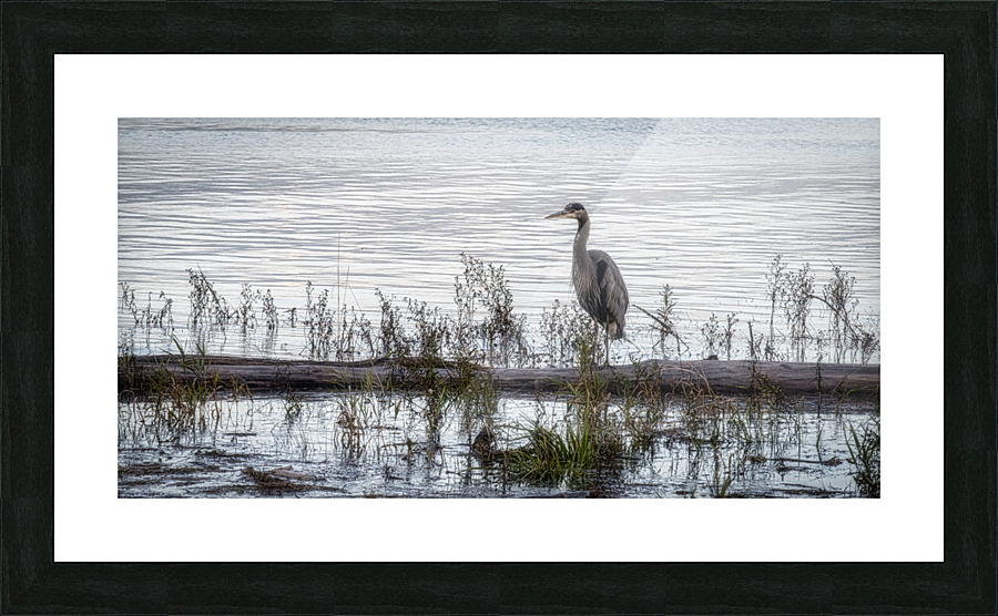 HERON 5 Picture Frame print