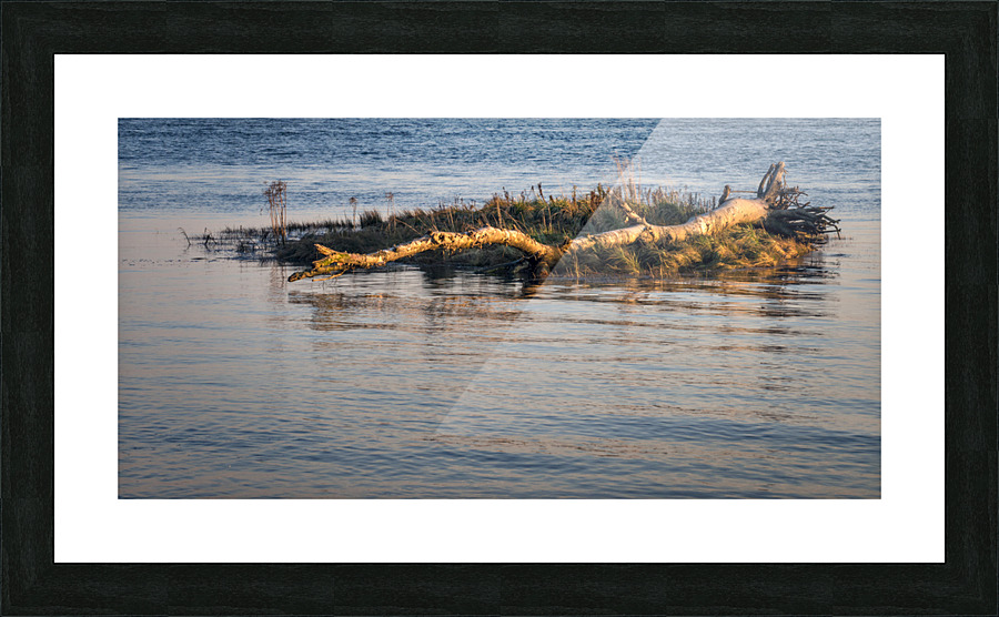 DRIFTWOOD Picture Frame print