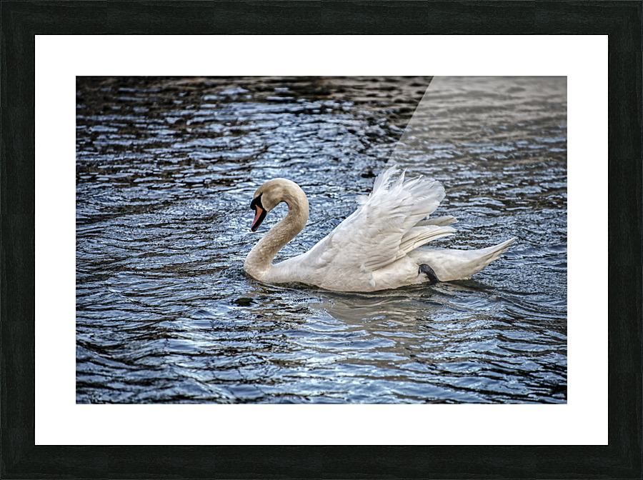 SWAN 2017 Picture Frame print
