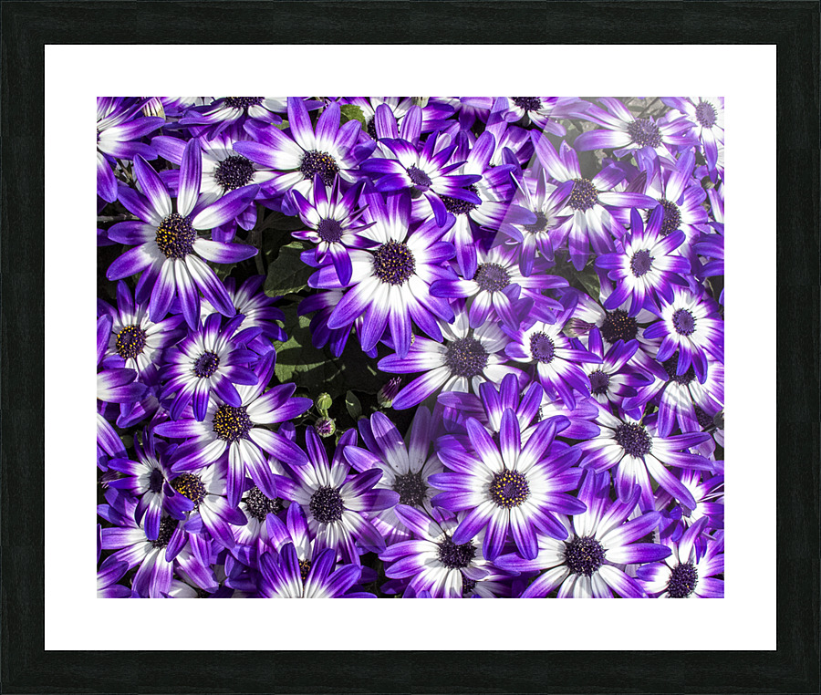 FLORA Picture Frame print