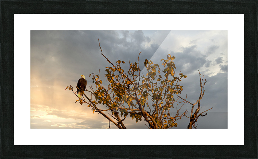 FS221014 286 Picture Frame print
