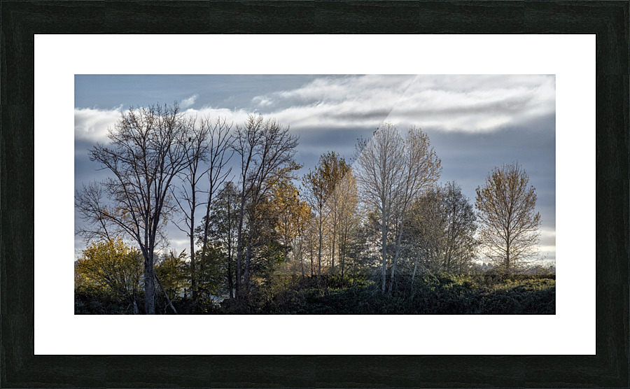The Lonesome Eagle 孤獨的鷹 Picture Frame print