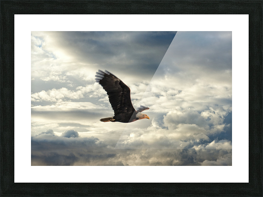 Bald Eagle Picture Frame print