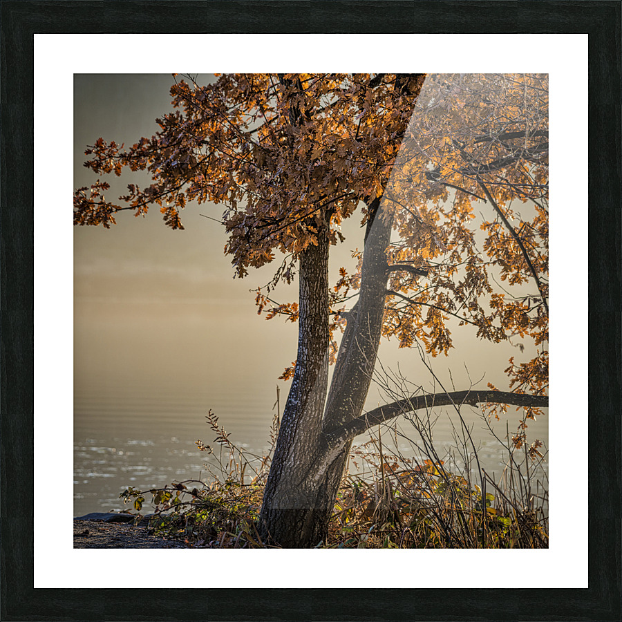 WINTER TREES Picture Frame print