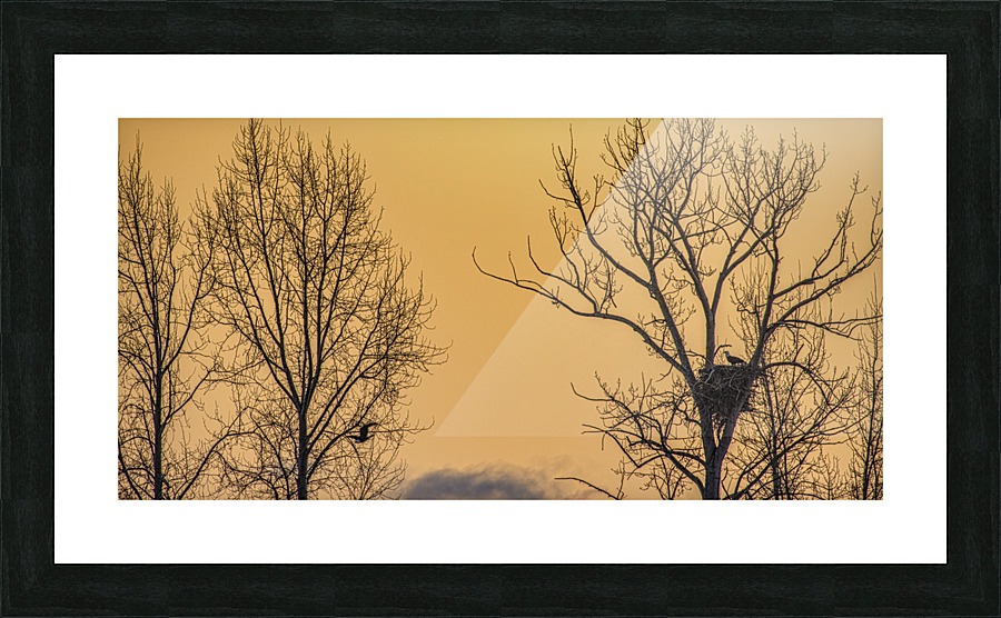 FS221214 12 Picture Frame print