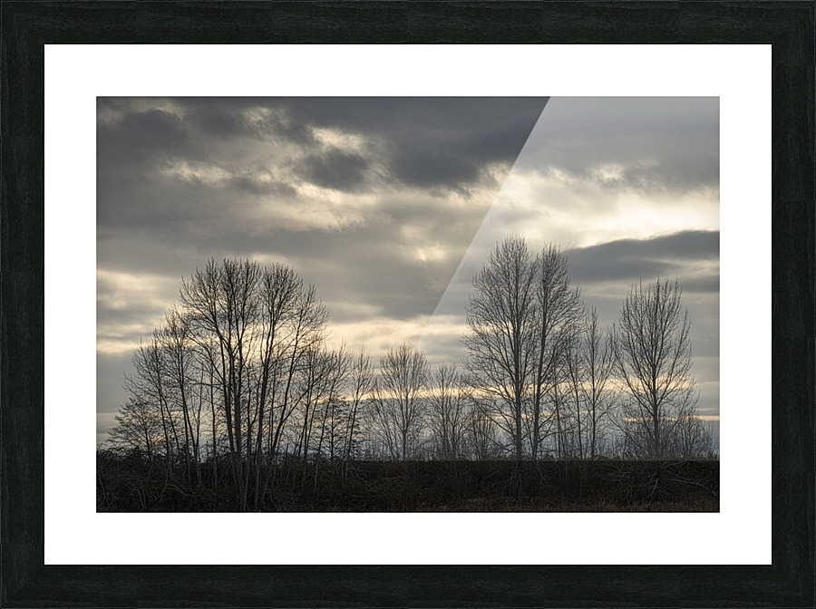Silhouette Winter Trees Picture Frame print