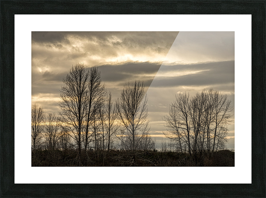 WINTER TREES 2023 Picture Frame print