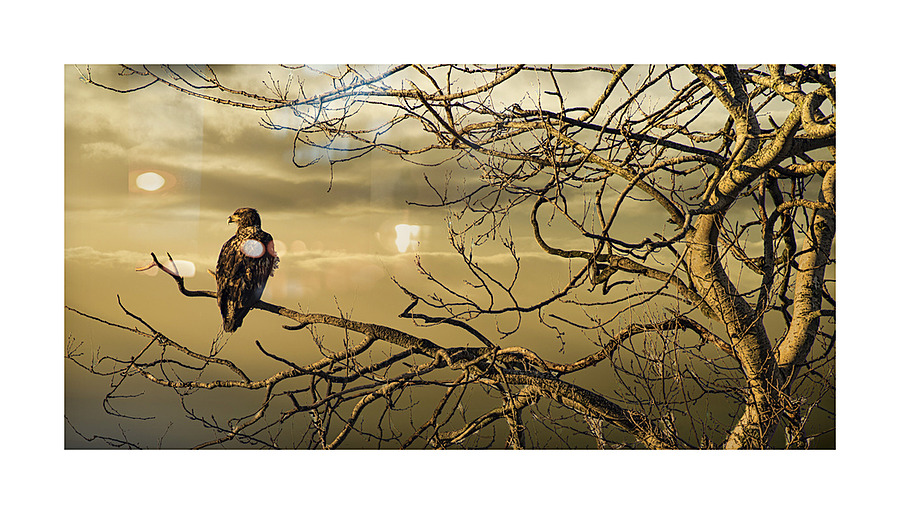 FS230129DW Picture Frame print
