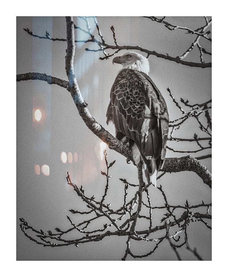 FS230129BW Picture Frame print