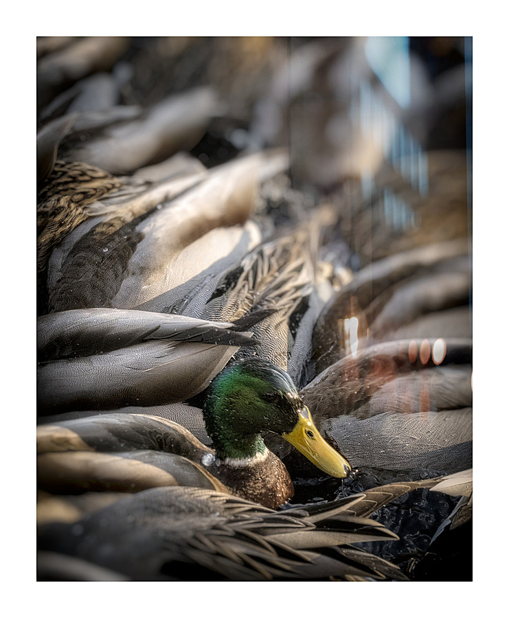 FS230128 MALLARDS Picture Frame print