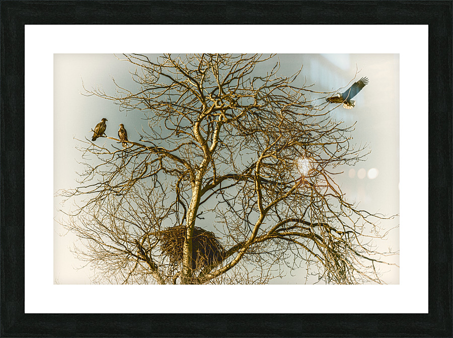 FS230129 10 Picture Frame print