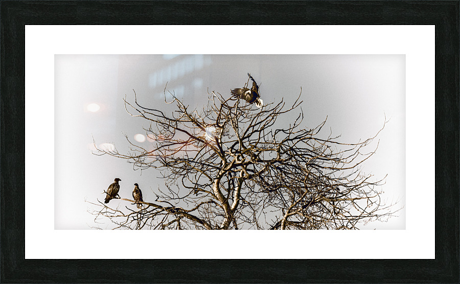 FS230129 12 Picture Frame print