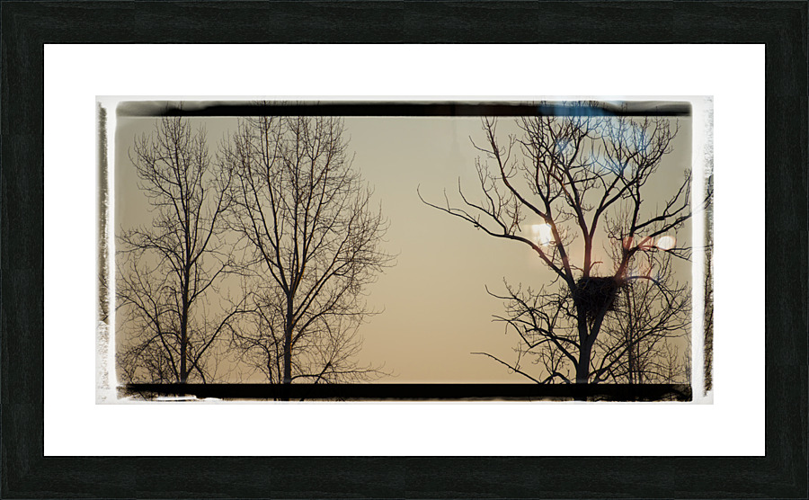 FS230129 P Picture Frame print