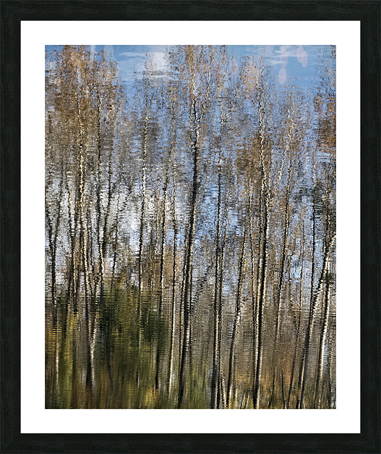FS201107  TREE REFLECTION Picture Frame print
