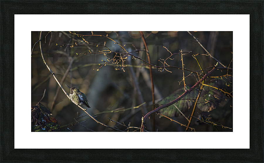 20230321 130 Picture Frame print