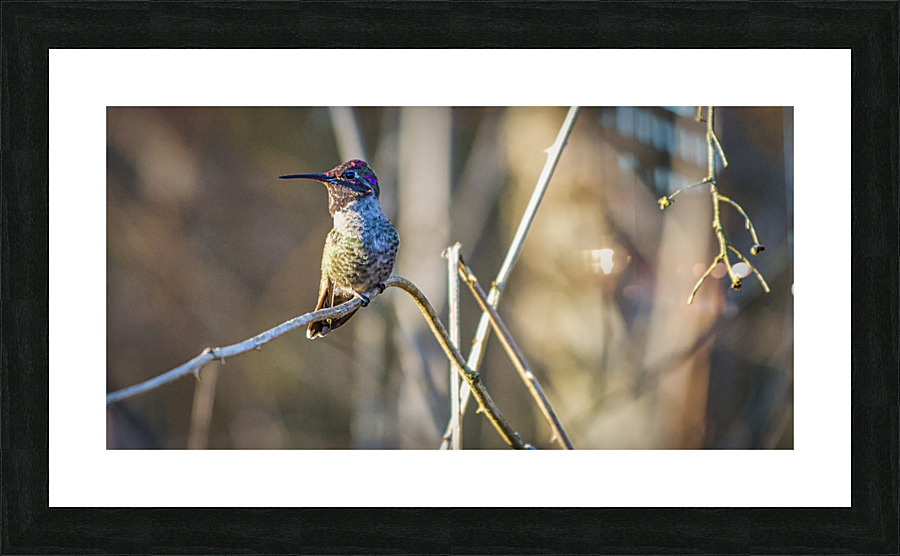 20230321 080 Picture Frame print