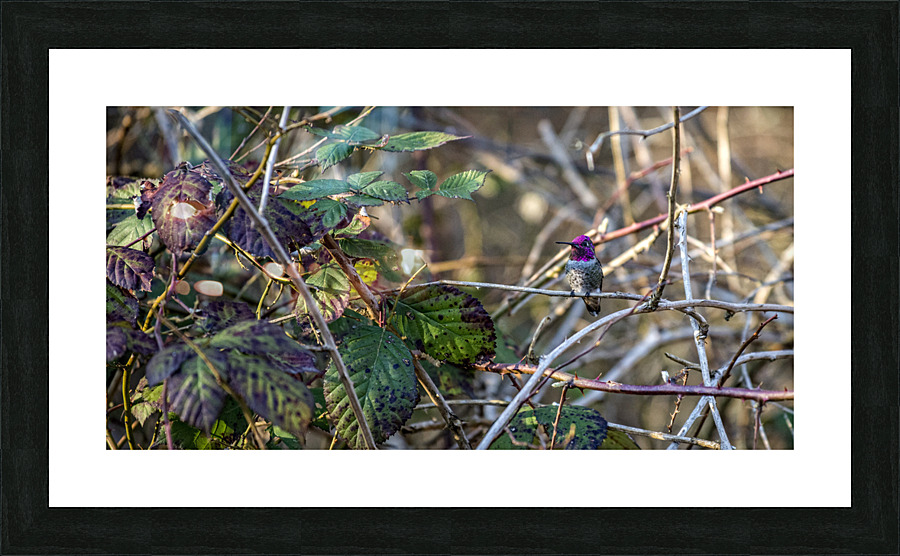 20230321 028 Picture Frame print