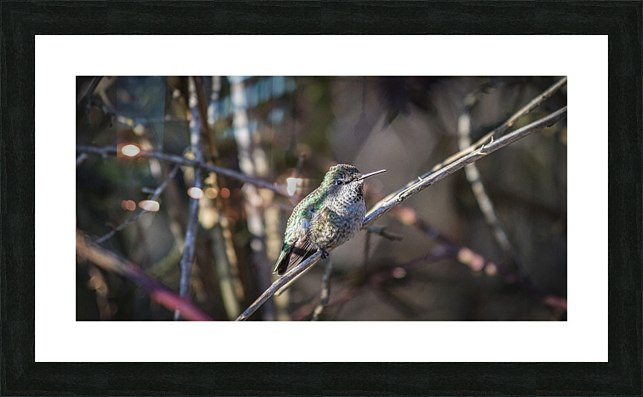 20230322 249 Picture Frame print
