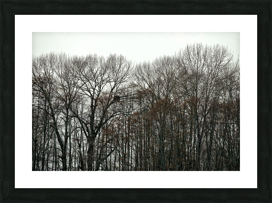 FS230317 256 Picture Frame print