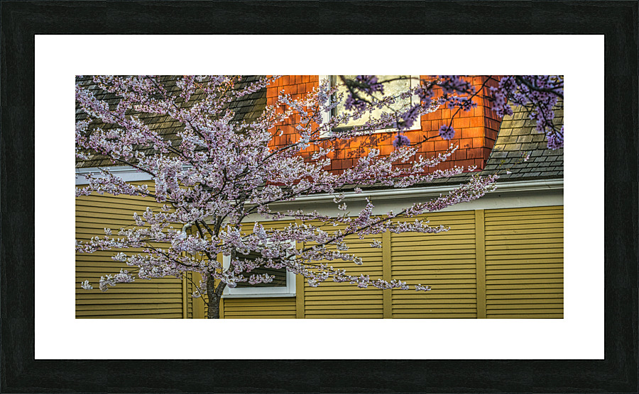 CHERRY BLOSSOMS 2023 Picture Frame print