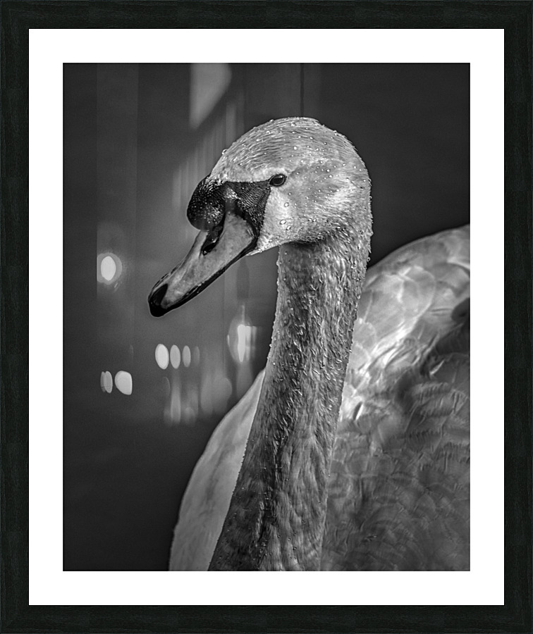 FS210303BW Picture Frame print