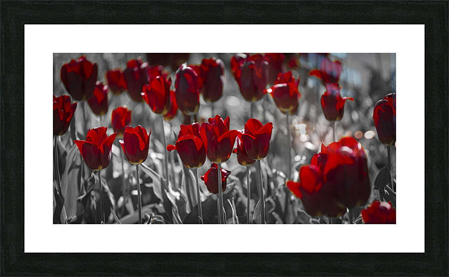 FS210501 124 Picture Frame print