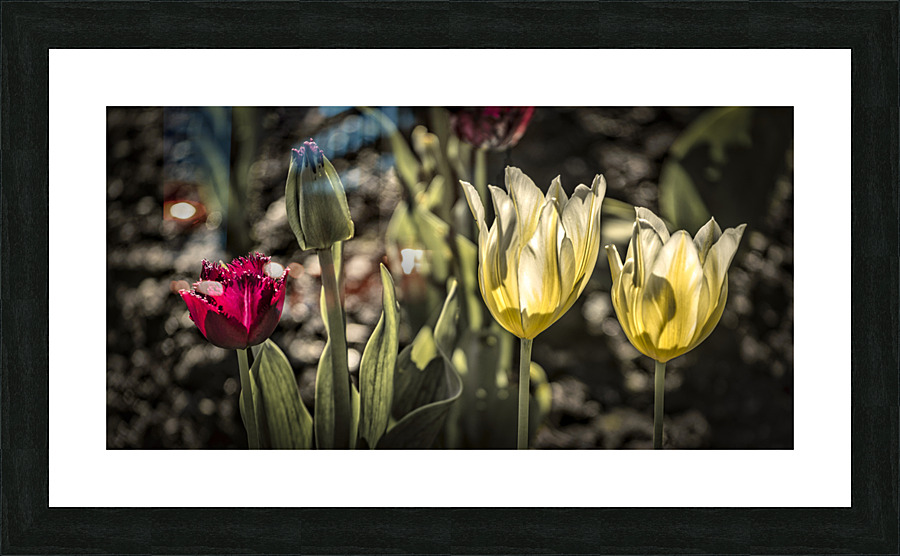 FS210501DW6 Picture Frame print