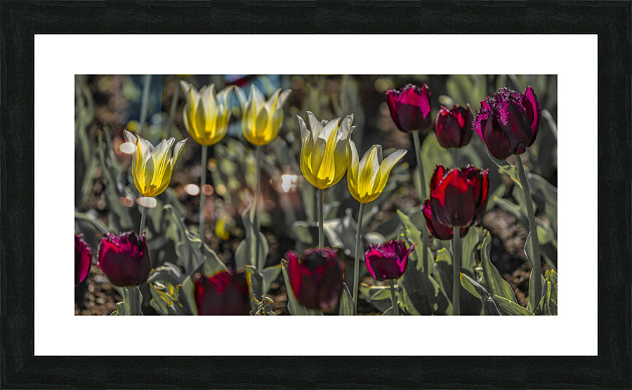 FS210501 180 Picture Frame print