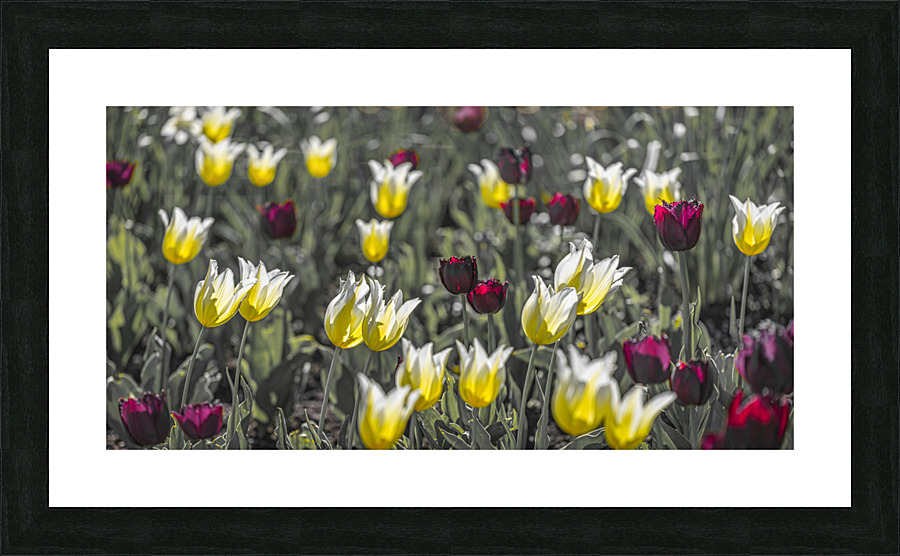 FS210501 239 Picture Frame print