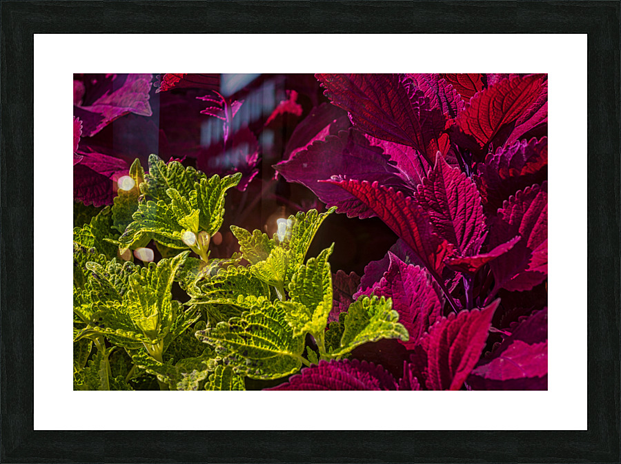 FS210822 005 Picture Frame print